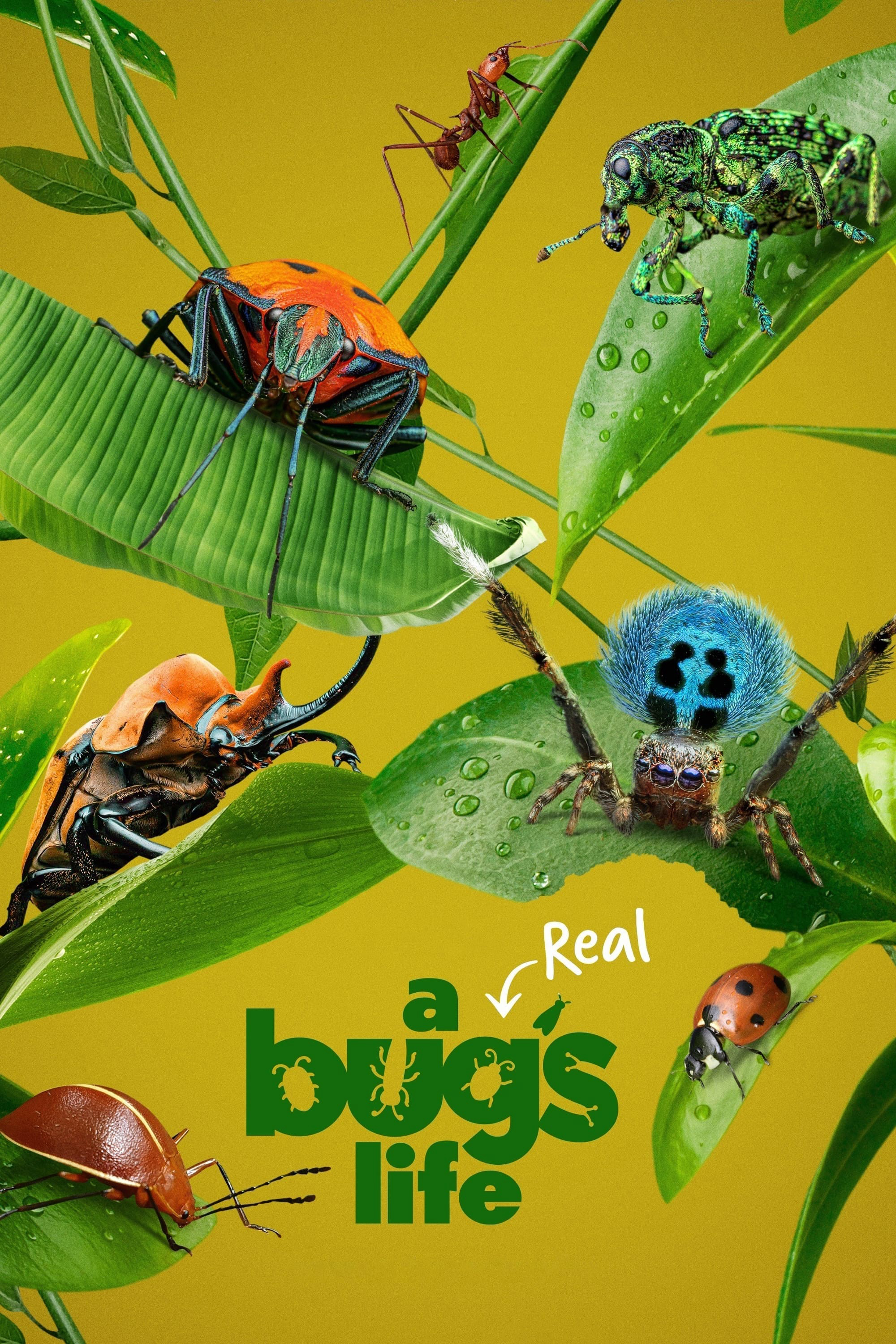 A Real Bug's Life - A Real Bug's Life